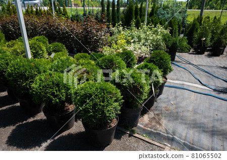 A row of pots with sprouts of coniferous trees. Agricultural store A row of pots with sprouts of coniferous trees. Agricultural store 81065502