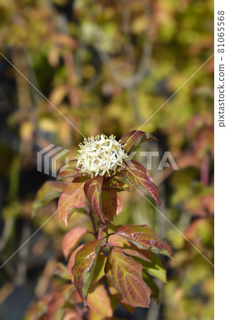 Dogwood Winter Beauty Dogwood Winter Beauty 81065568