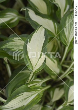 One-striped wavy plantain lily One-striped wavy plantain lily 81065579