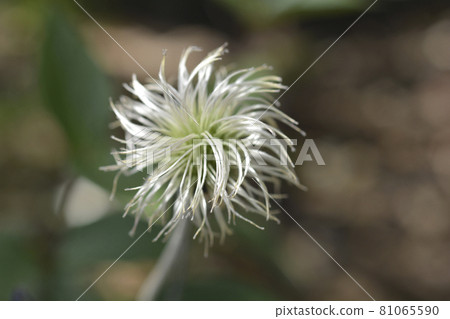 Clematis Hendersonii 81065590