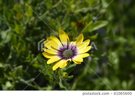 African daisy Blue Eyed Beauty African daisy Blue Eyed Beauty 81065600