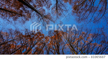 水杉林是紅葉生田綠地之森長廊(神奈川縣川崎市) 水杉林是紅葉生田綠地之森長廊(神奈川縣川崎市) 81065687
