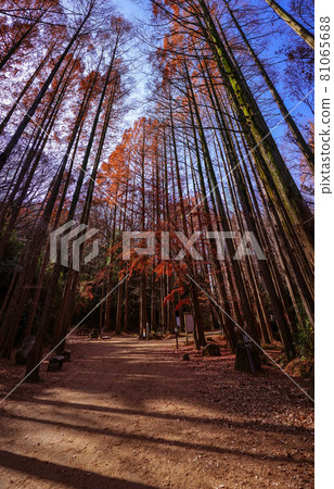 水杉林是紅葉生田綠地之森長廊（神奈川縣川崎市） 81065688