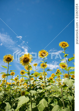 向日葵田夏天圖像 81065954