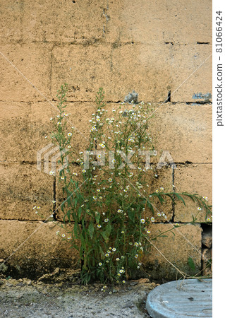 Wildflower Wildflower 81066424