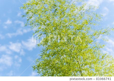 bamboo, sky, clear 81066741