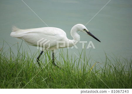 Great White Egret on the lawn , Great White Egret like to feed on the plains of the stomach. flooded fields, swamps, lakes 81067243