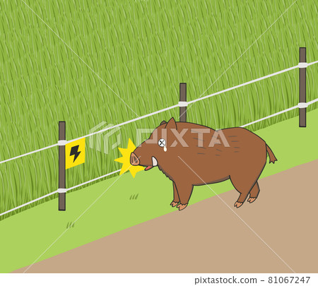 一頭野豬被電圍欄驚訝的插圖 一頭野豬被電圍欄驚訝的插圖 81067247