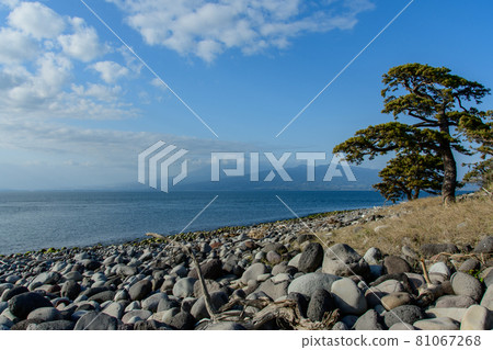 松樹和富士山 81067268