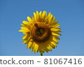 Sunflower shining in the blue sky 81067416