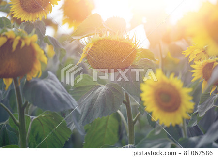 field with blooming sunflowers on a summer day, a row of plants 81067586