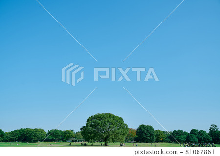 Blue sky and big tree Blue sky and big tree 81067861