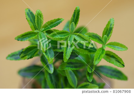 Ionimas Microfila Gold Ionimas Microfila Gold 81067908