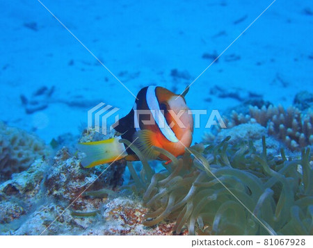 Anemone fish of Kerama 81067928