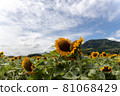 Sunflower field in Niigata 81068429