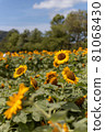 Sunflower field in Niigata 81068430