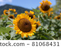 Sunflower field in Niigata 81068431
