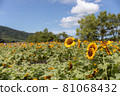 Sunflower field in Niigata 81068432