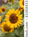 Sunflower field in Niigata 81068433
