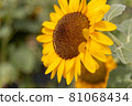 Sunflower field in Niigata 81068434