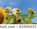 Sunflower field in Niigata 81068435