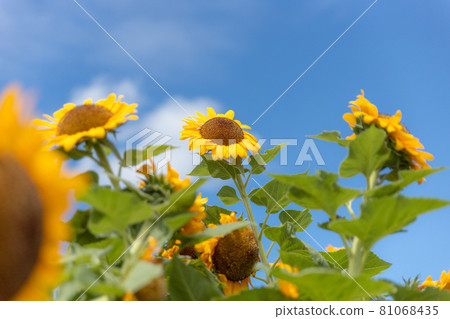 Sunflower field in Niigata Sunflower field in Niigata 81068435