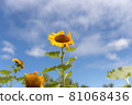Sunflower field in Niigata 81068436