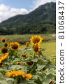 Sunflower field in Niigata 81068437