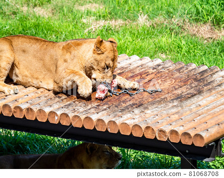 Lion: A view of the reopened lion bus 81068708