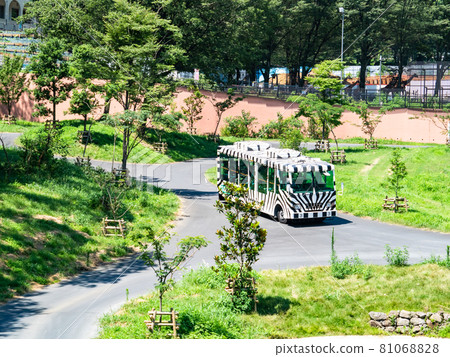 獅子：重新開放的獅子巴士的景色 81068828