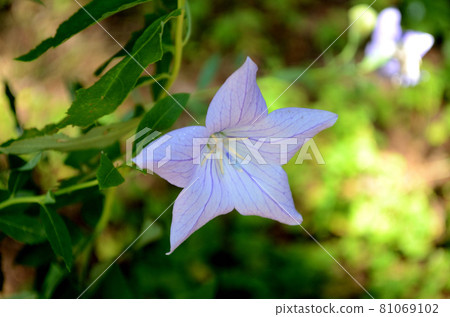 夏花:桔梗藍紫色花,5瓣星形展開。秋七藥之一。 夏花:桔梗藍紫色花,5瓣星形展開。秋七藥之一。 81069102