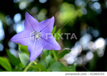 夏花:桔梗藍紫色花,5瓣星形展開。秋七藥之一。 夏花:桔梗藍紫色花,5瓣星形展開。秋七藥之一。 81069103