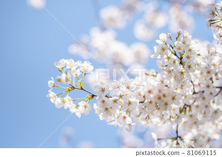 Sakura, Yoshino cherry tree that shines in the blue sky Sakura, Yoshino cherry tree that shines in the blue sky 81069115
