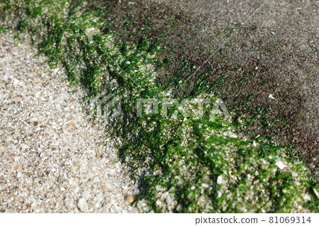 seaside seaside 81069314