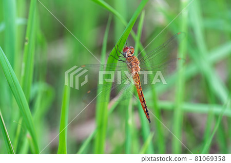 Dragonfly found in a rice field Dragonfly found in a rice field 81069358