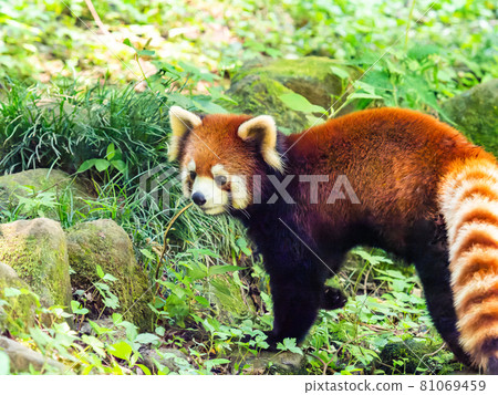 Red panda walking Red panda walking 81069459