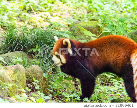 Red panda walking Red panda walking 81069461