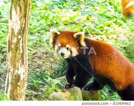 Red panda walking Red panda walking 81069462