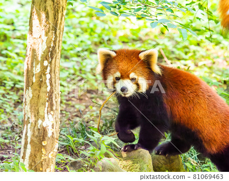 Red panda walking Red panda walking 81069463