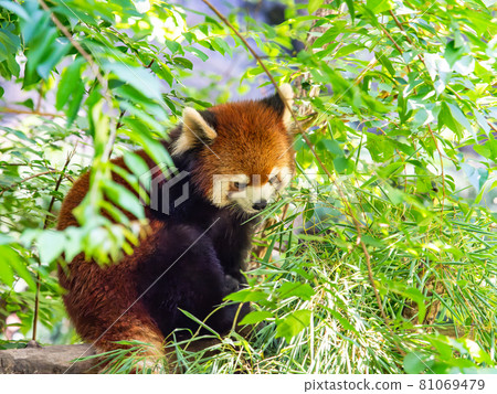 Lesser panda 81069479