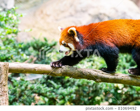 Red panda walking Red panda walking 81069492