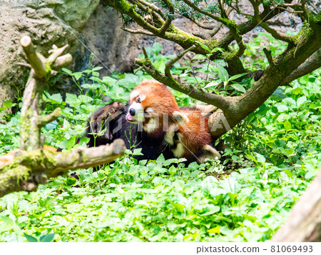 Red panda play Red panda play 81069493