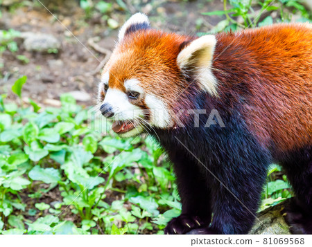 Red panda walking Red panda walking 81069568