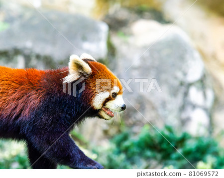 Red panda walking 81069572