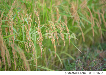 陰天的稻田 81069634