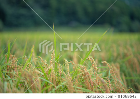 Rice fields on a cloudy day 81069642