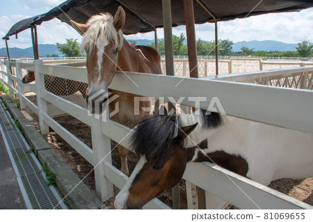 Horses waiting for food for the feeding experience at Hiruzen Horse Park Horses waiting for food for the feeding experience at Hiruzen Horse Park 81069655