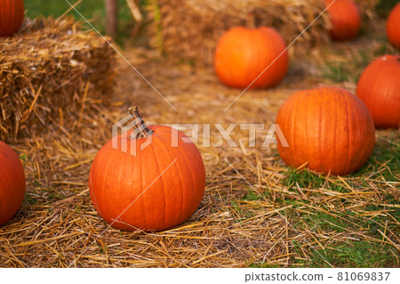 Still life harvest decoration for Thanksgiving 81069837