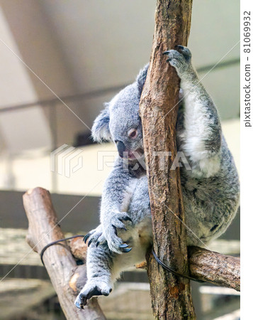 Koala: A figure that hangs out on a tree Koala: A figure that hangs out on a tree 81069932