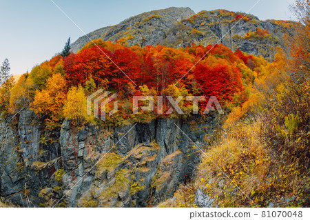 Autumnal trees with colorful leaves on rocky mountain Autumnal trees with colorful leaves on rocky mountain 81070048